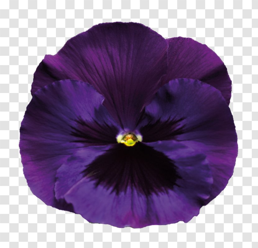 Pansy Sweet Violet Purple - Flowering Plant Transparent PNG