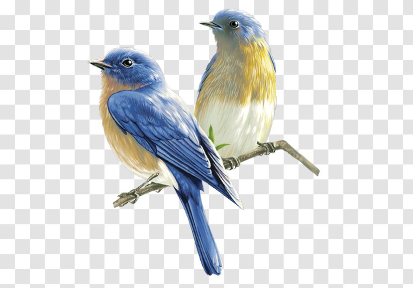 Bird Clip Art - Photo Manipulation - Birds Transparent PNG