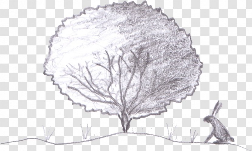 Drawing Tree Woody Plant Sketch - Ginkgo Transparent PNG