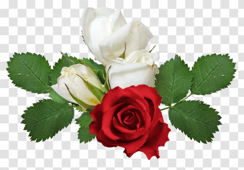 Rose Flower Clip Art - Red And White Roses Transparent PNG