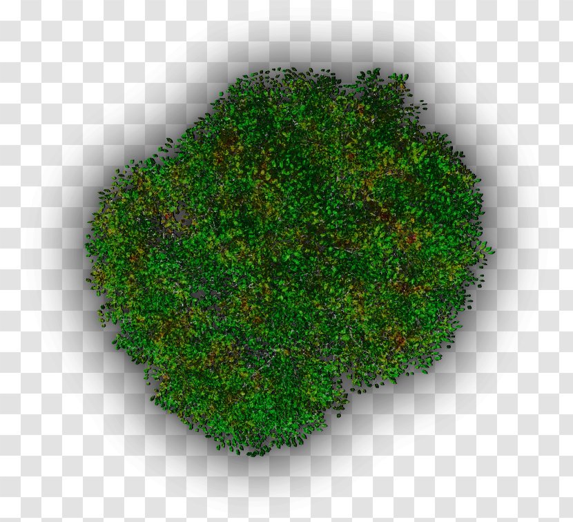 Vegetation Tree Shrub Lawn - Moss Transparent PNG