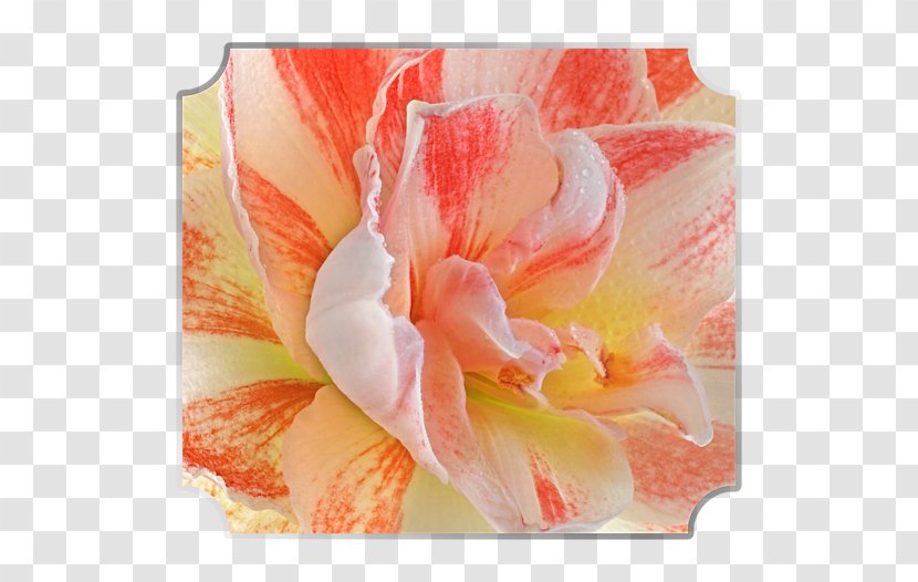 Amaryllis Jersey Lily Canna Close-up Belladonna - Flowering Plant - Billing Transparent PNG