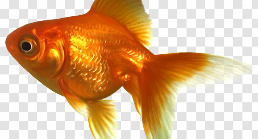 Black Telescope Koi Ryukin Oranda Comet - Starvation Background Transparent PNG