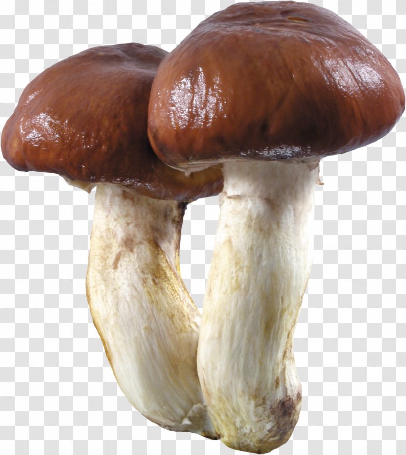 Boletus Edulis Edible Mushroom Aereus Fungus - Shiitake Transparent PNG