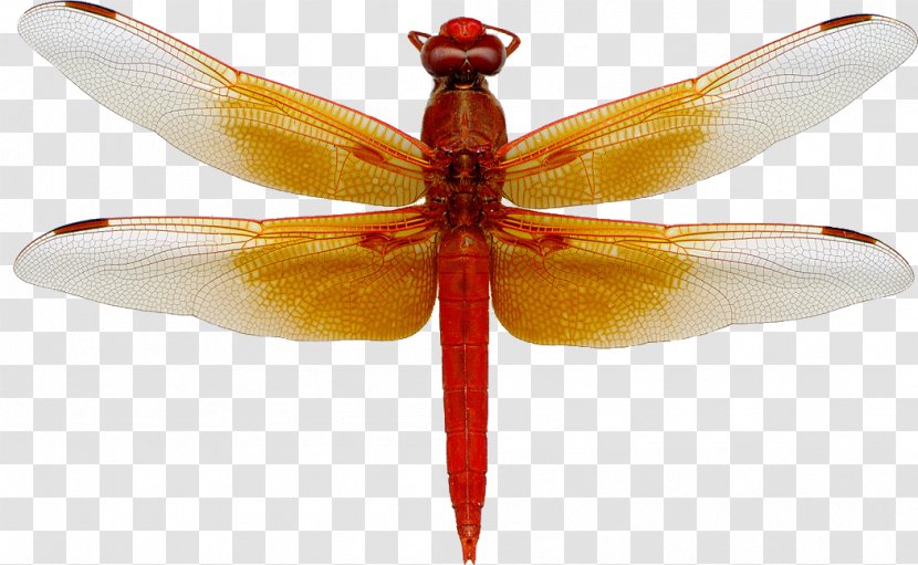 A Dragonfly Flame Skimmer Animal Magic Poems Clip Art - Southern Hawker Transparent PNG