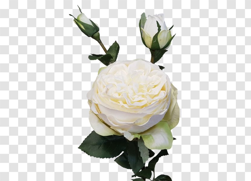 Garden Roses Cabbage Rose Cut Flowers Flower Bouquet - Floral Design Transparent PNG