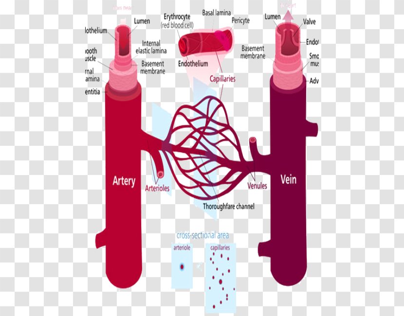 Peripheral Artery Disease Blood Vessel Vascular System Hypertension - Text - Prevention Transparent PNG