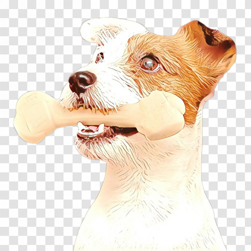 Dog Companion Dog Snout Sealyham Terrier Rare Breed (dog) Transparent PNG