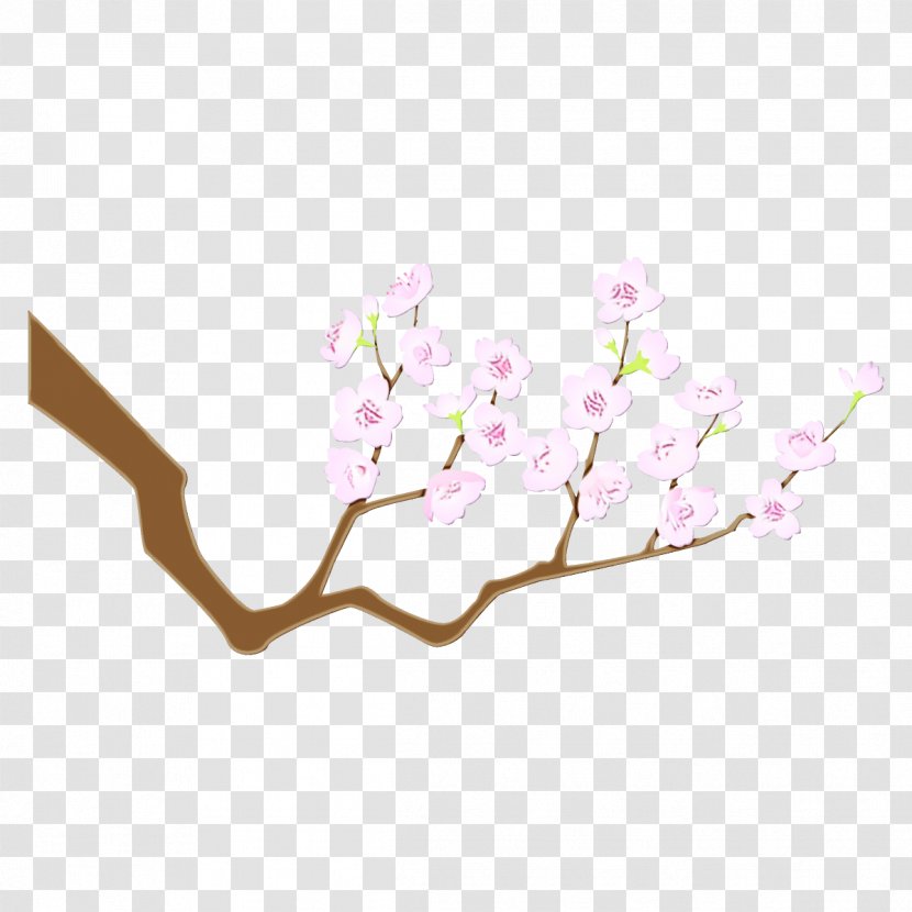 Cherry Blossom - Plant - Petal Magnolia Transparent PNG