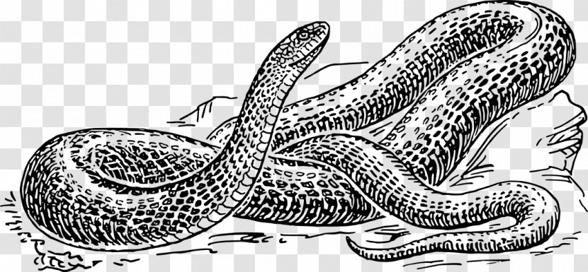 Snake Reptile Drawing Black And White Clip Art - Boas - Hand-painted Simulation Transparent PNG