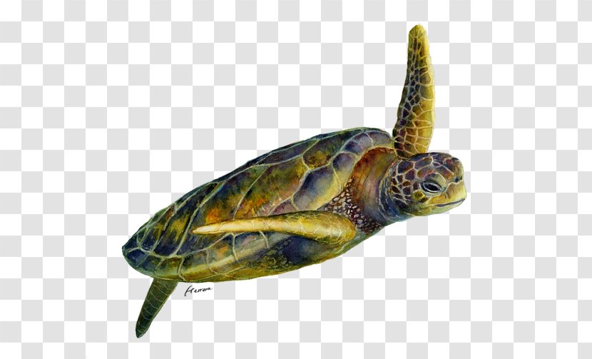 Box Turtles Watercolor Painting Art - Organism - Turtle Transparent PNG