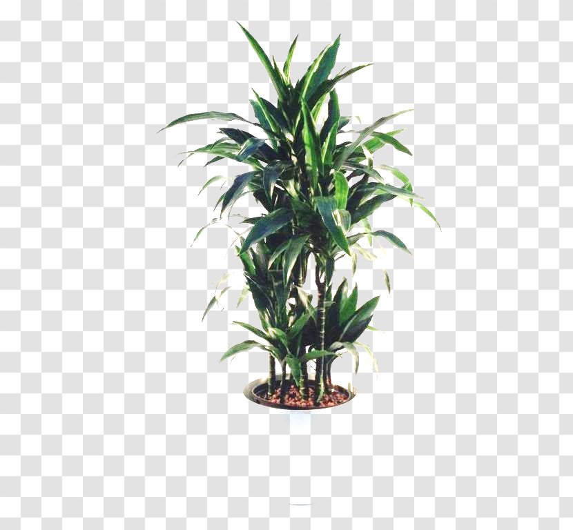 Arecaceae Flowerpot Houseplant Tree Transparent PNG