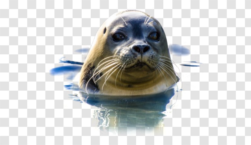 Earless Seal Natureland Sanctuary - Snout - Ocean Transparent PNG