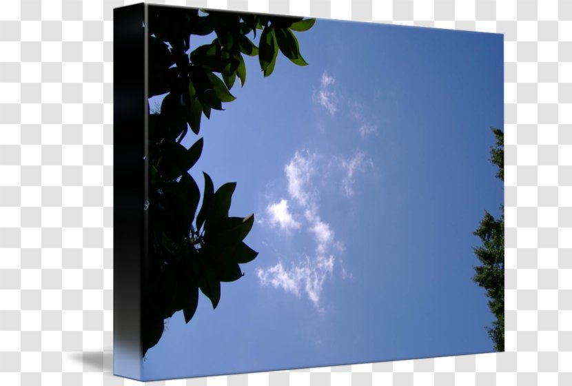 Picture Frames Sunlight Branching Sky Plc - Frame - War Transparent PNG