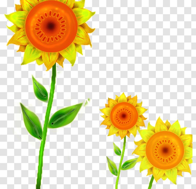 Common Sunflower Download Transvaal Daisy Cut Flowers Transparent PNG