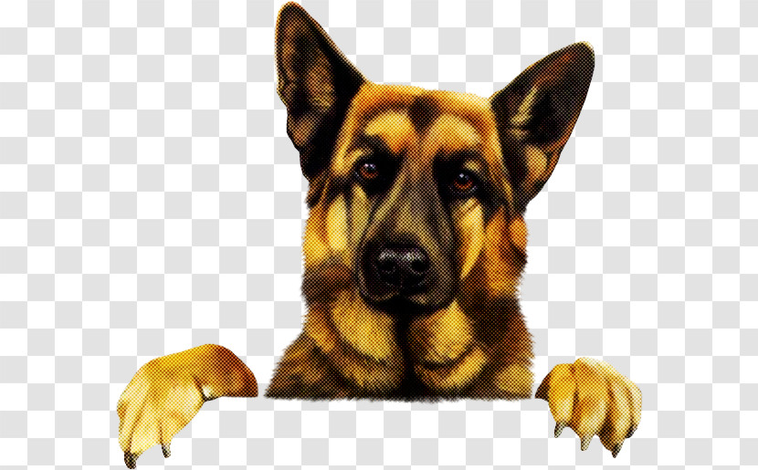 Dog German Shepherd Dog King Shepherd Snout Working Dog Transparent PNG