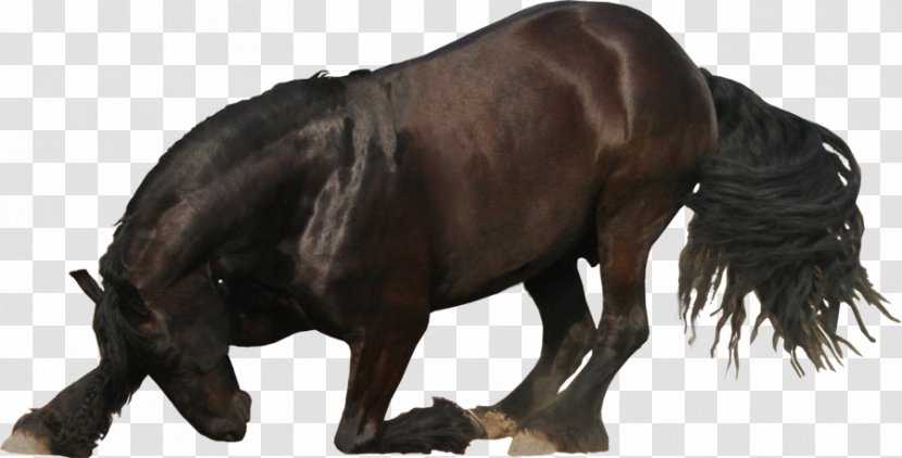 Friesian Horse PhotoScape - Stallion - Mare Transparent PNG