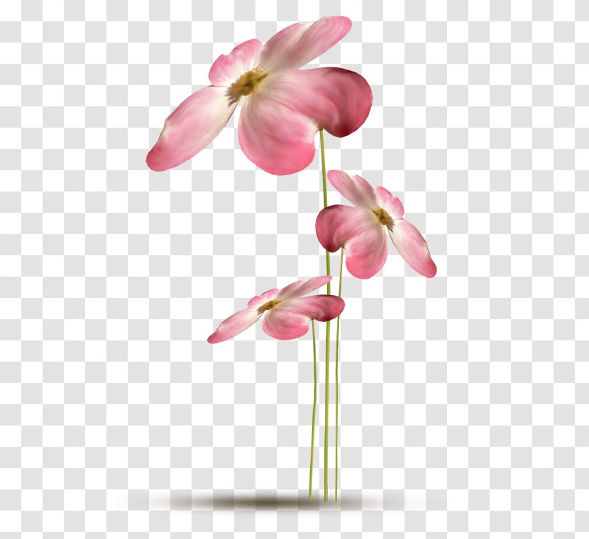 Evotex Flower 2294 (عدد) 2293 - Cut Flowers Transparent PNG