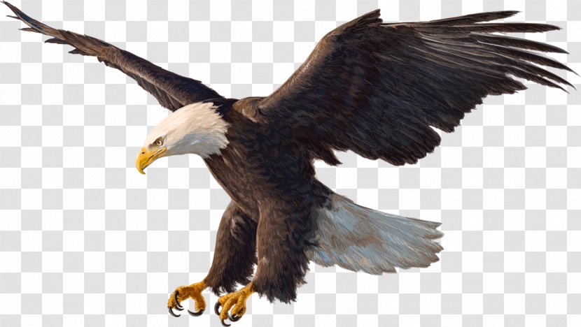 Bald Eagle Drawing - Mural Transparent PNG