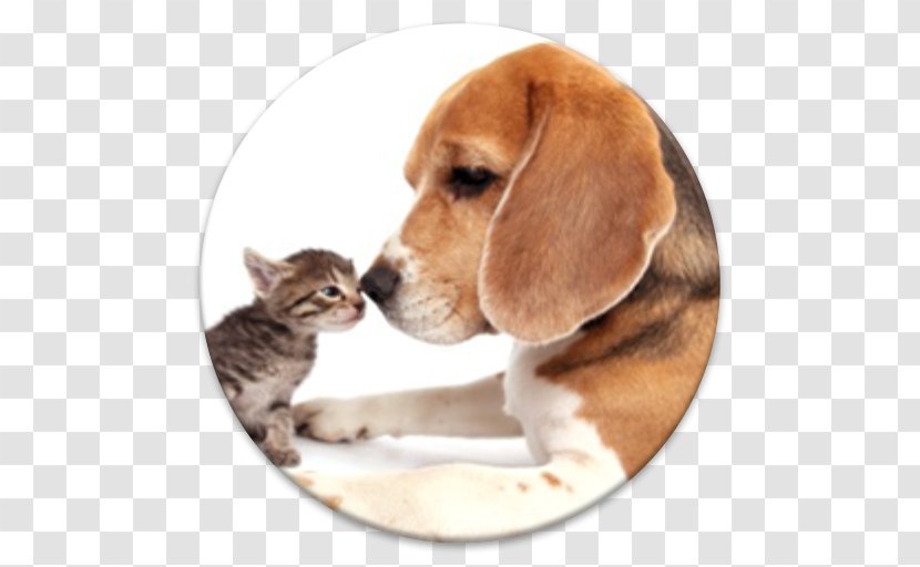 Beagle Harrier Puppy Cat Dog Breed - Ear Transparent PNG