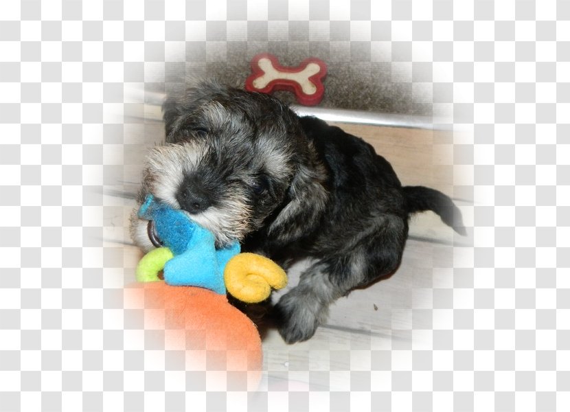 Miniature Schnauzer Schnoodle Morkie Havanese Dog Lhasa Apso - Vulnerable Native Breeds Transparent PNG