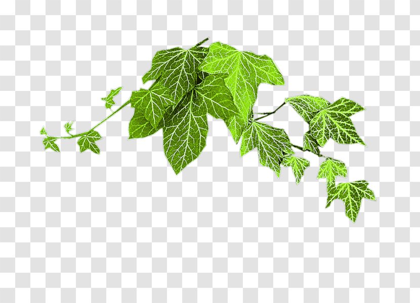 Leaf Branch Twig Tree - Herb Transparent PNG