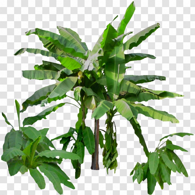 Banana - Musa Basjoo - Tree Transparent PNG