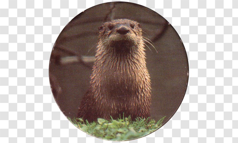 Otter Muskrat Beaver Mink Whiskers - Mustelidae Transparent PNG