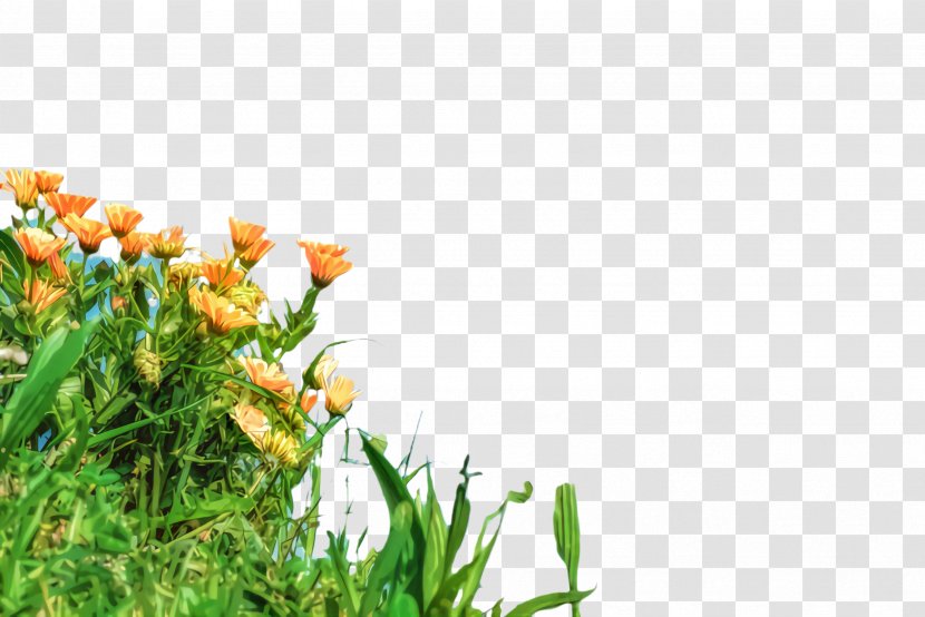Flowers Background - Blossom - Meadow Herbaceous Plant Transparent PNG