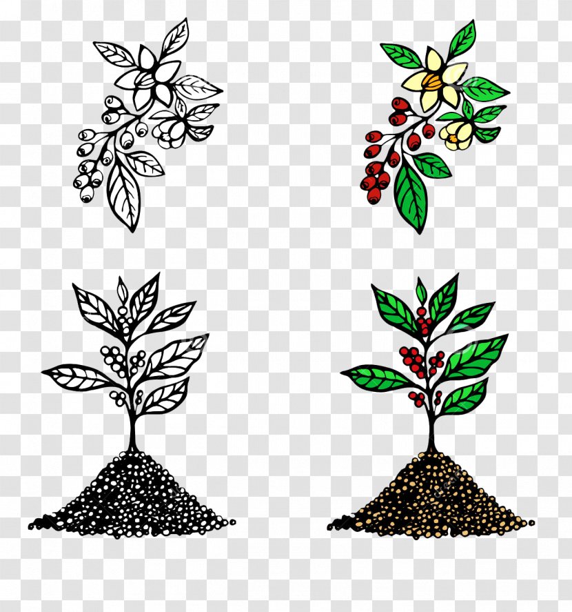 Arabica Coffee Cafe Illustration - Berry - Cartoon Tree Seconds Picture Material Transparent PNG