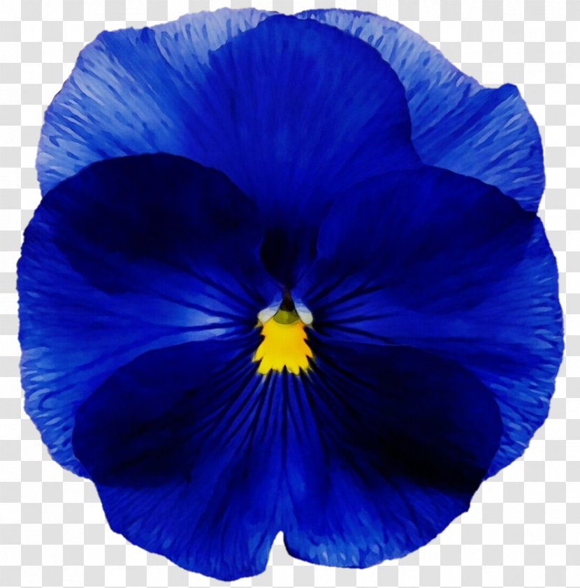 Blue Flower Petal Flowering Plant - Viola Violet Family Transparent PNG