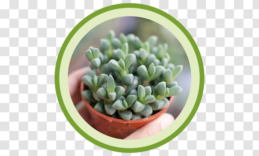 Succulent Plant Devil's Ivy Flowerpot Cactaceae - Hardy Iceplant - Vegetable Garden Card Transparent PNG