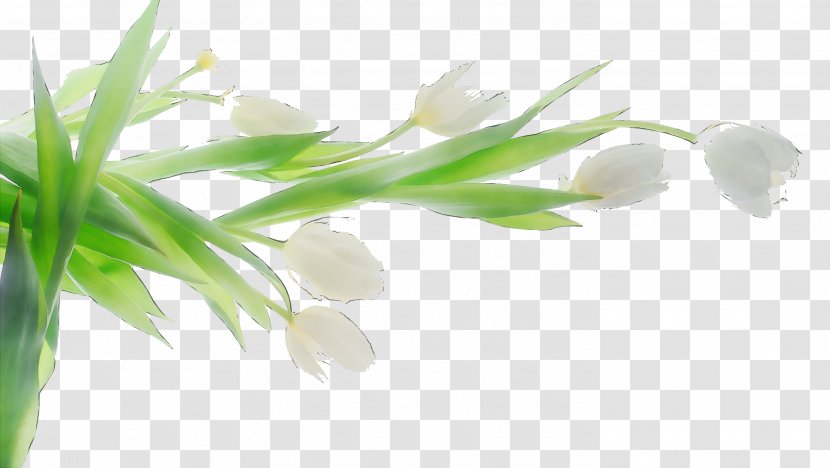 Tulip Desktop Wallpaper White Flower - Flowering Plant - Aquarium Decor Transparent PNG
