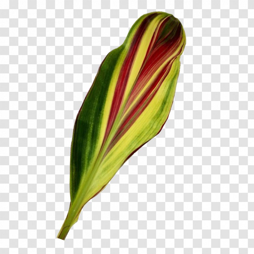 Leaf Wholesaletropicalflowers.Com Variegation Plant Stem - Flower Bouquet - Leaves Arrangements Transparent PNG