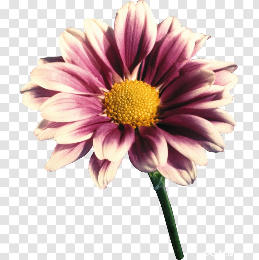 Transvaal Daisy Cut Flowers Lilac Violet - Gerbera Transparent PNG