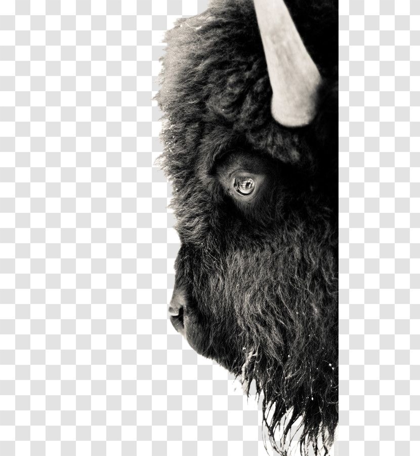 Yellowstone National Park American Bison Gray Wolf Black And White Buffalo - Monochrome - Goat Transparent PNG