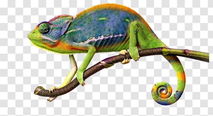 Chameleons Lizard Common Iguanas - Terrestrial Animal Transparent PNG
