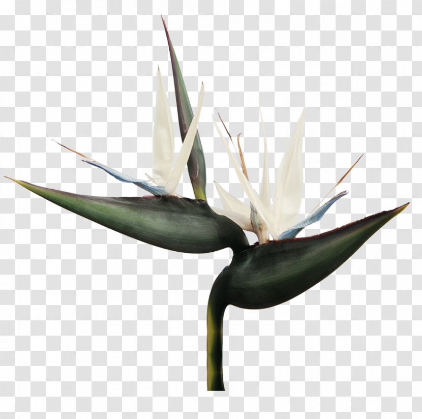 Bird Of Paradise Flower Lobster-claws Strelitzia Nicolai Marantaceae - Strelitziaceae Transparent PNG