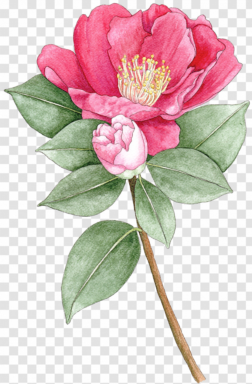 Flower Plant Pink Petal Chinese Peony Transparent PNG