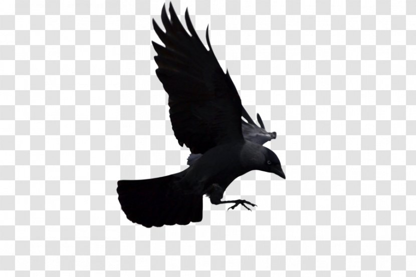Bald Eagle American Crow Bird Western Jackdaw Animal - Of Prey Transparent PNG