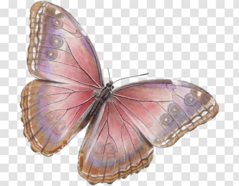 Butterfly Insect Clip Art Image - Citing Transparent PNG