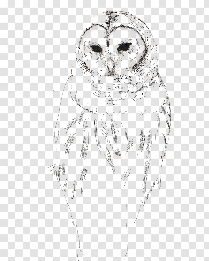 Owl Beak Bird Sketch - Face Transparent PNG
