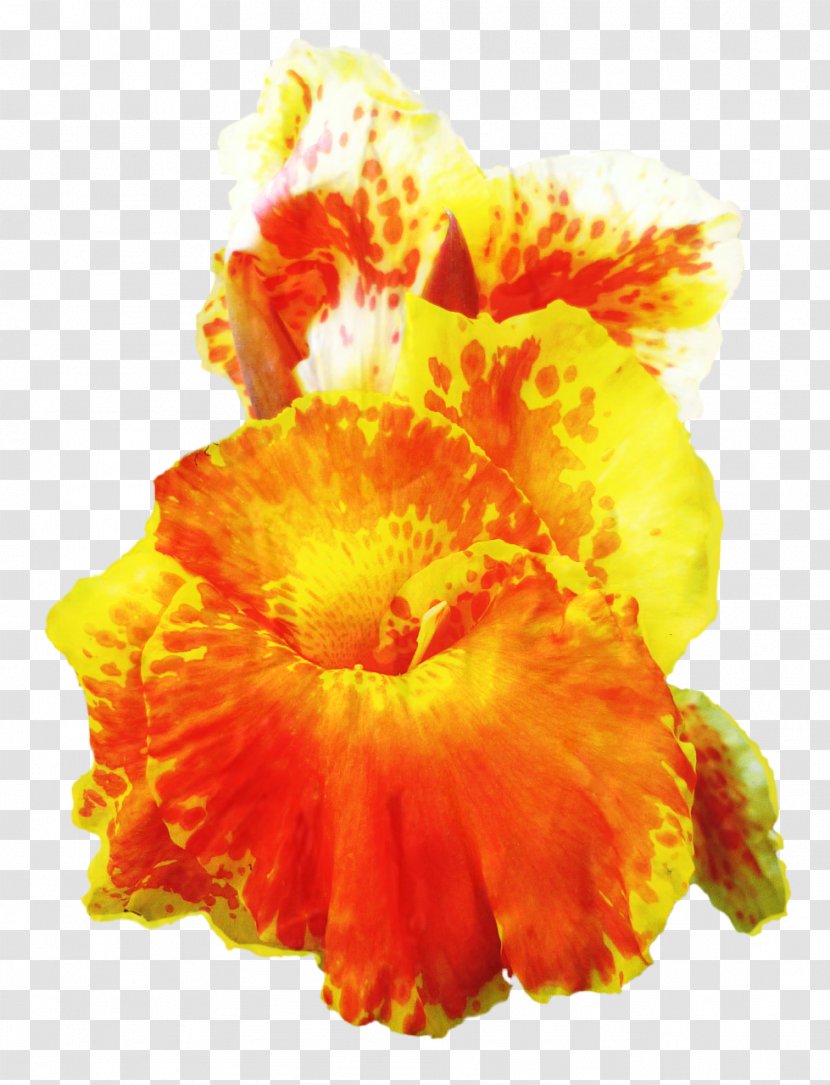 Orange Flower - Plant Yellow Transparent PNG