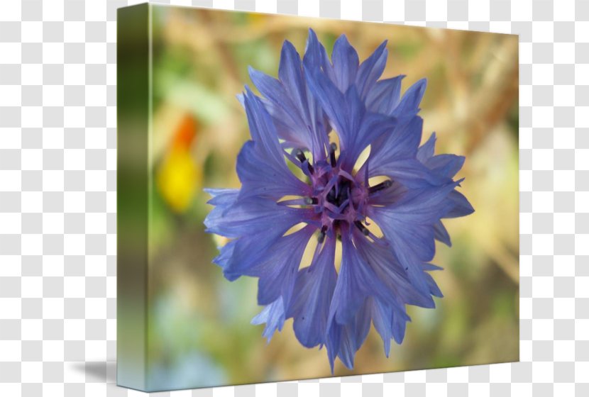 Larkspur Chicory Petal Wildflower Annual Plant - Cornflower Transparent PNG