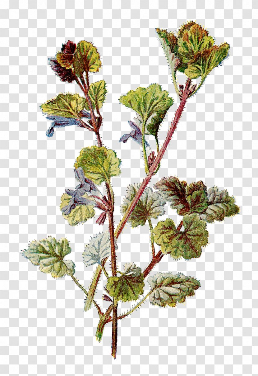 Botanical Illustration Botany Clip Art - Plant - Ivy Transparent PNG