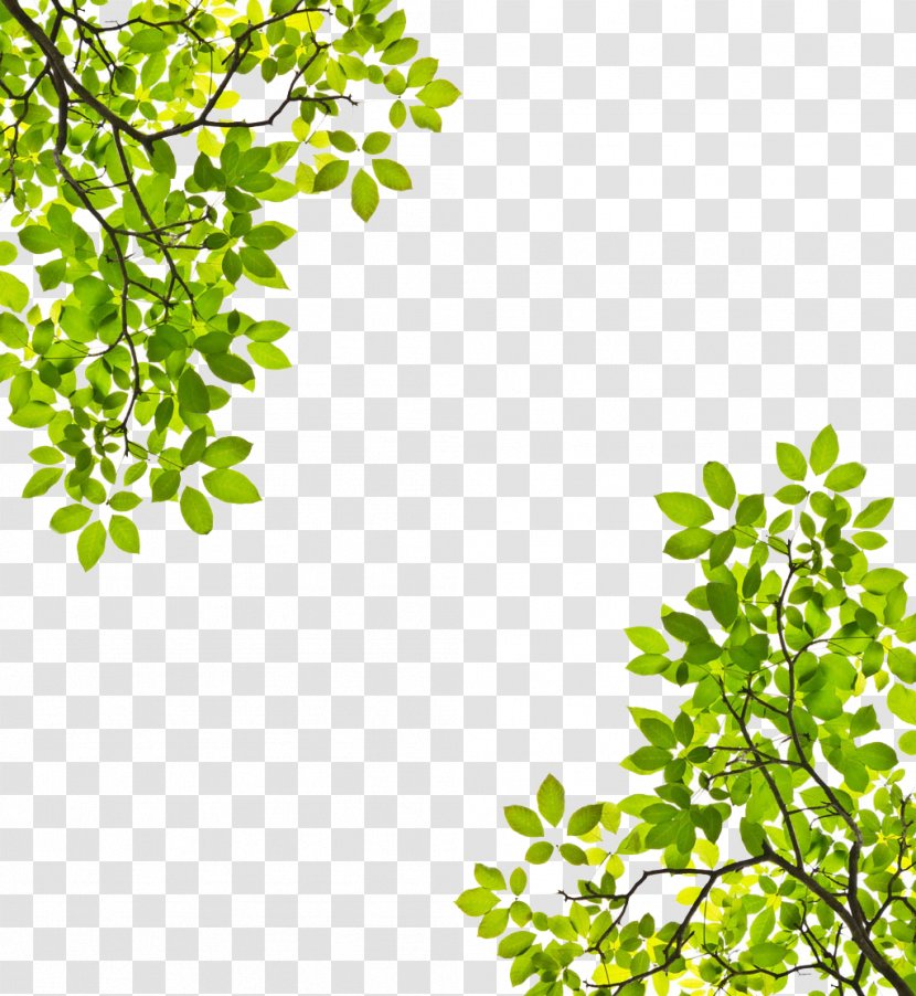 Tree Branch Leaf Trunk Stock Photography - Grass - Symmetrical Top Transparent PNG