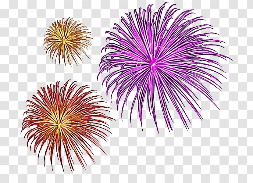 New Year's Eve - Years - Plant Transparent PNG