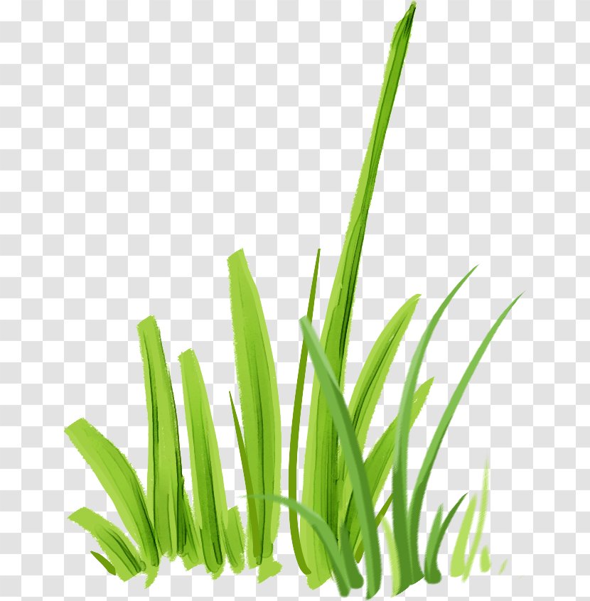 Microchloa Indica Download - Plant - Grass Transparent PNG