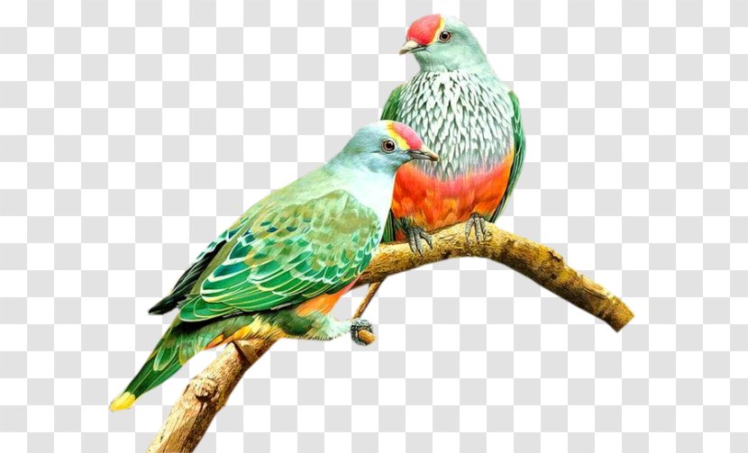 Bird Photography Clip Art - Parakeet Transparent PNG