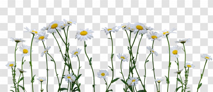 Common Daisy Clip Art - Branch - Camomile Transparent PNG